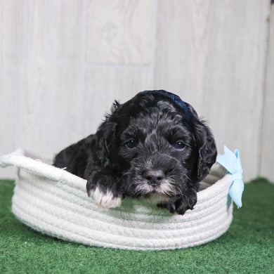 Wren - Available 6/4