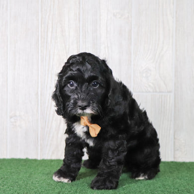 Wren - Available 6/4