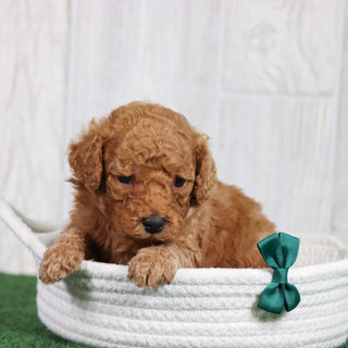 Yoda - Available 6/26