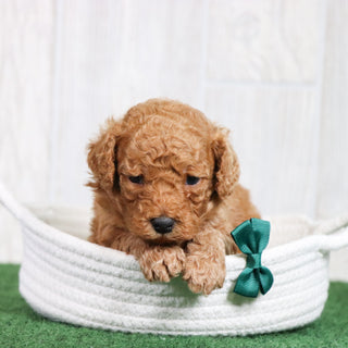 Yoda - Available 6/26