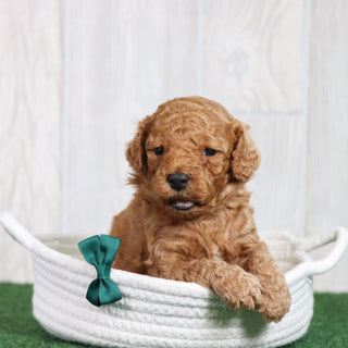 Yoda - Available 6/26