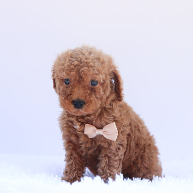 Yoda - Available 6/26