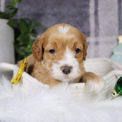 Yolo - Available 1/14