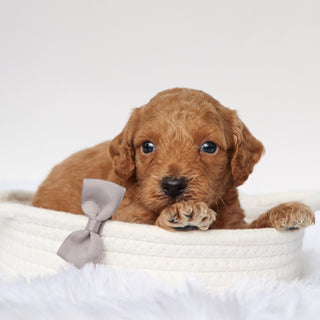 Zach - Available 9/10