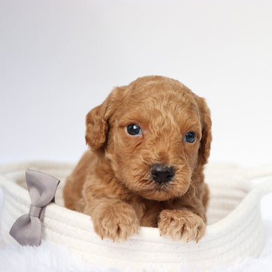 Zach - Available 9/10
