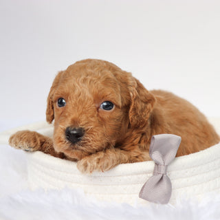 Zach - Available 9/10