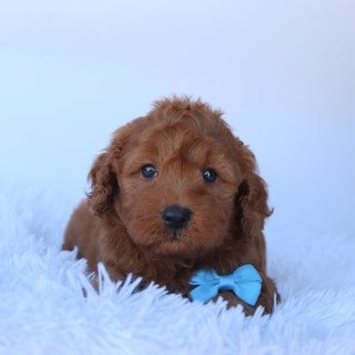 Zander - Available 10/29