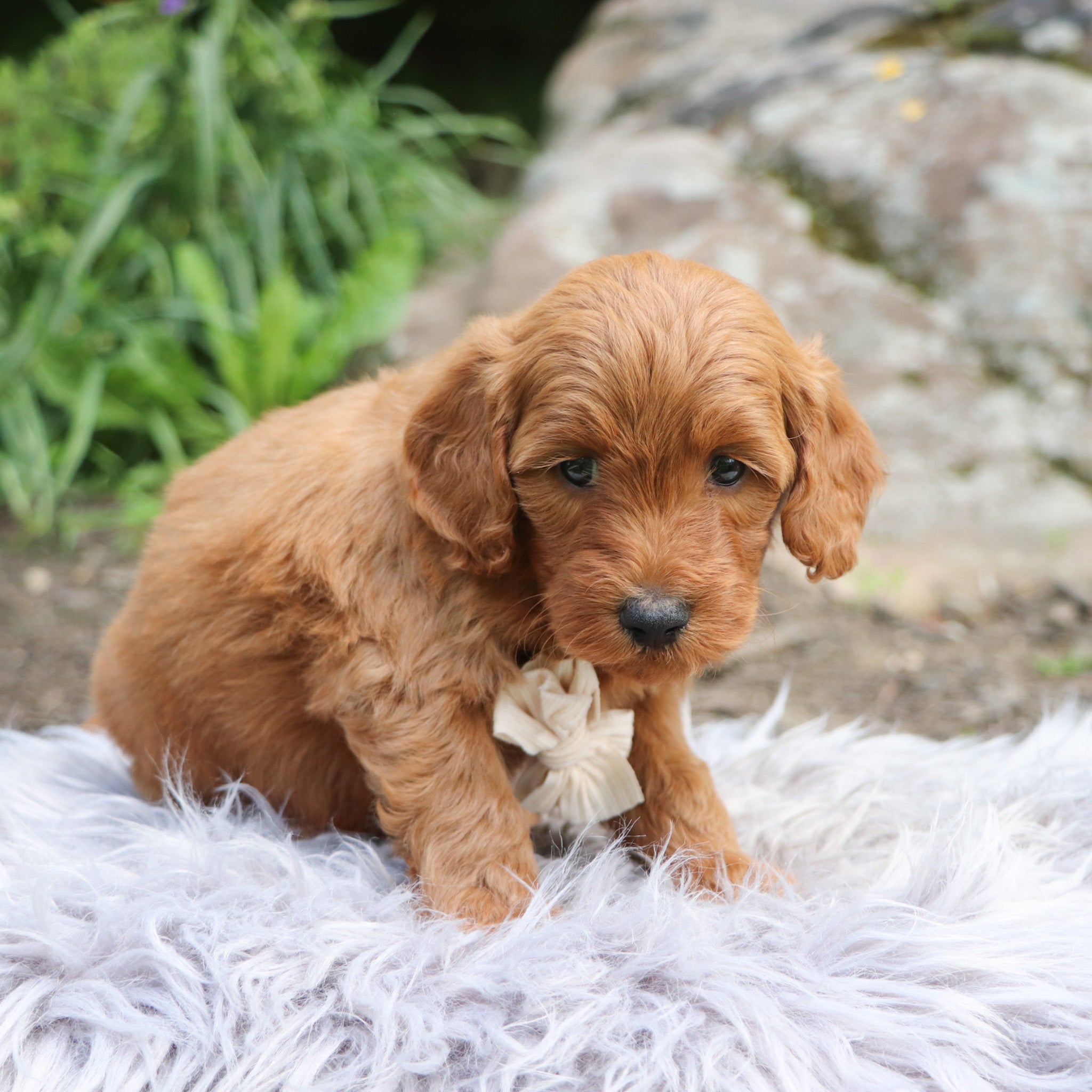 PUPPIES FOR SALE IN CHARLOTTE