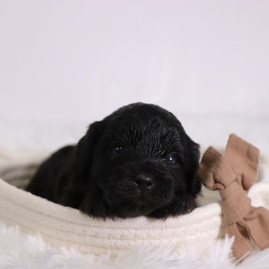 Zeb - Available 11/12