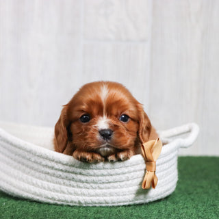 Zeus - Available 6/26
