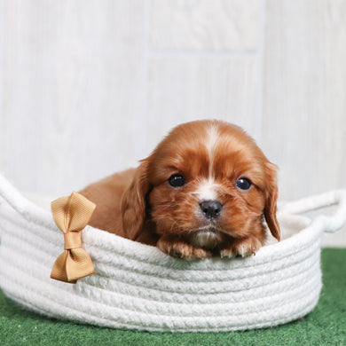Zeus - Available 6/26
