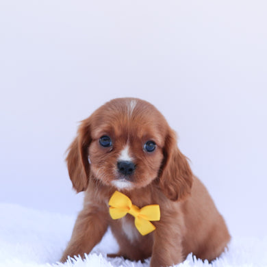 Zeus - Available 6/26