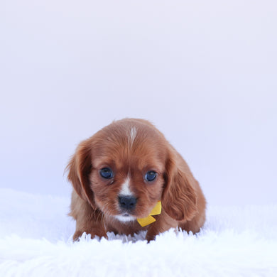 Zeus - Available 6/26