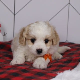 Ziggy - Available 1/8