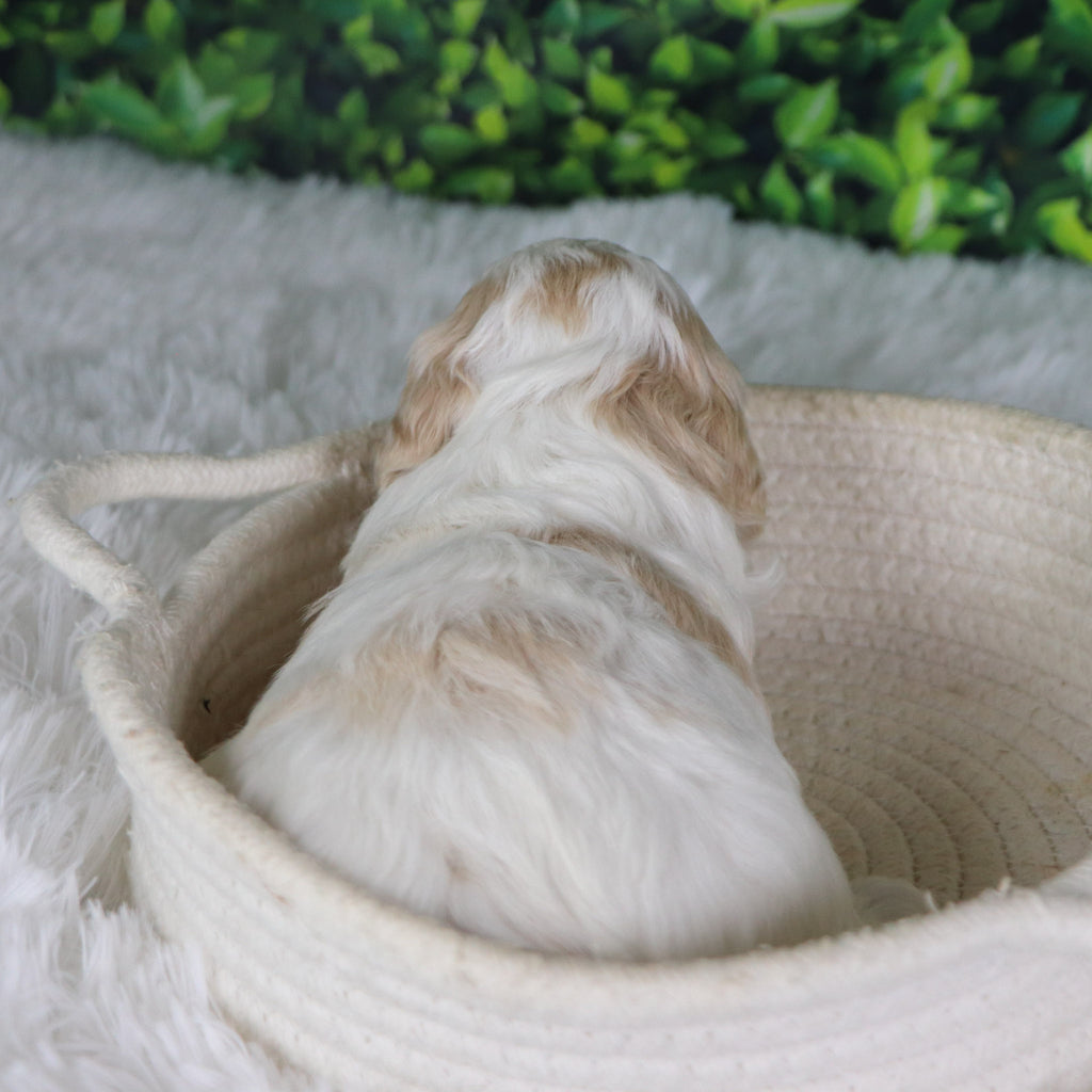 Ziggy - Available 1/8