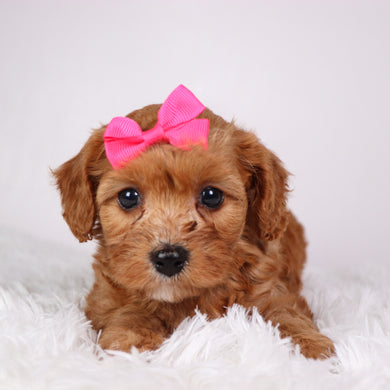 Zoey - available 11/5