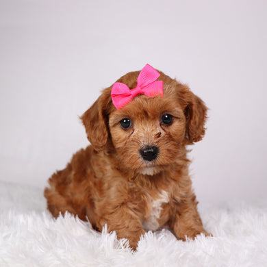 Zoey - available 11/5