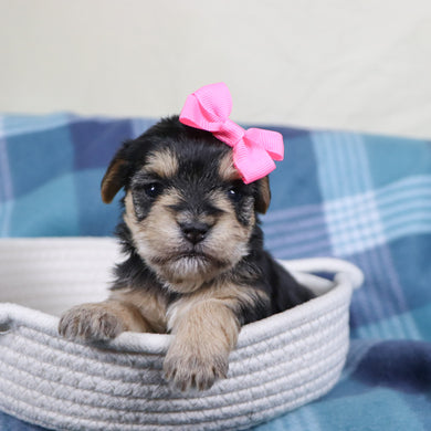 Zula - Available 2/11