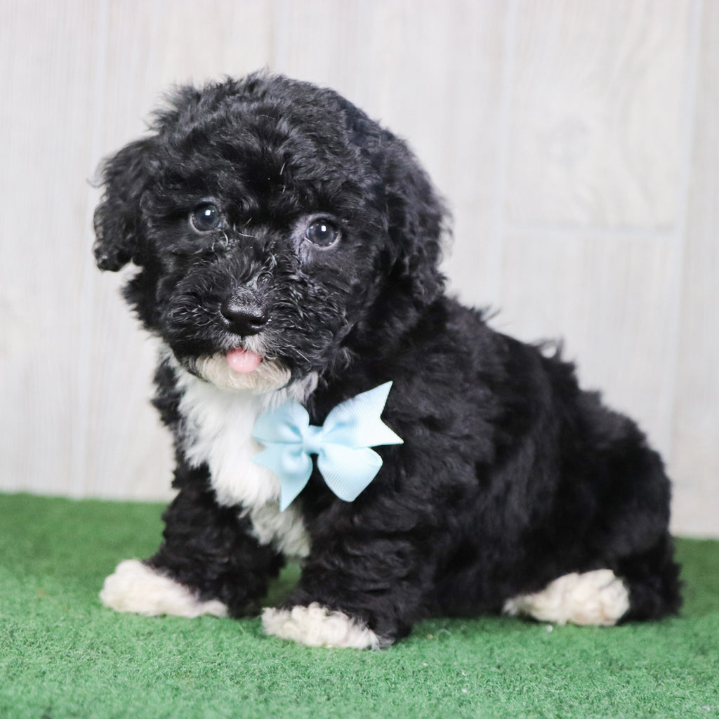 Zuma - Available 5/14