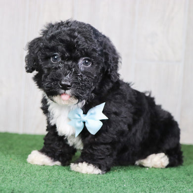 Zuma - Available 5/14