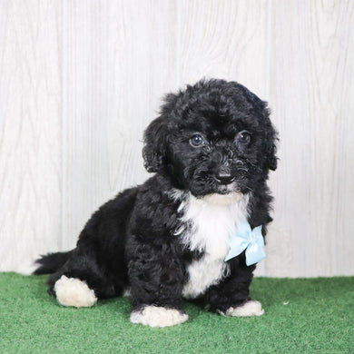 Zuma - Available 5/14