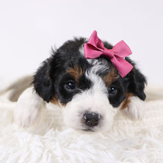 Adele - Available 12/17