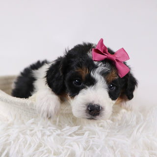 Adele - Available 12/17