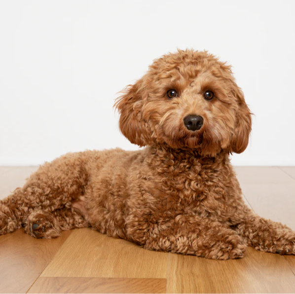 cavapoo puppy