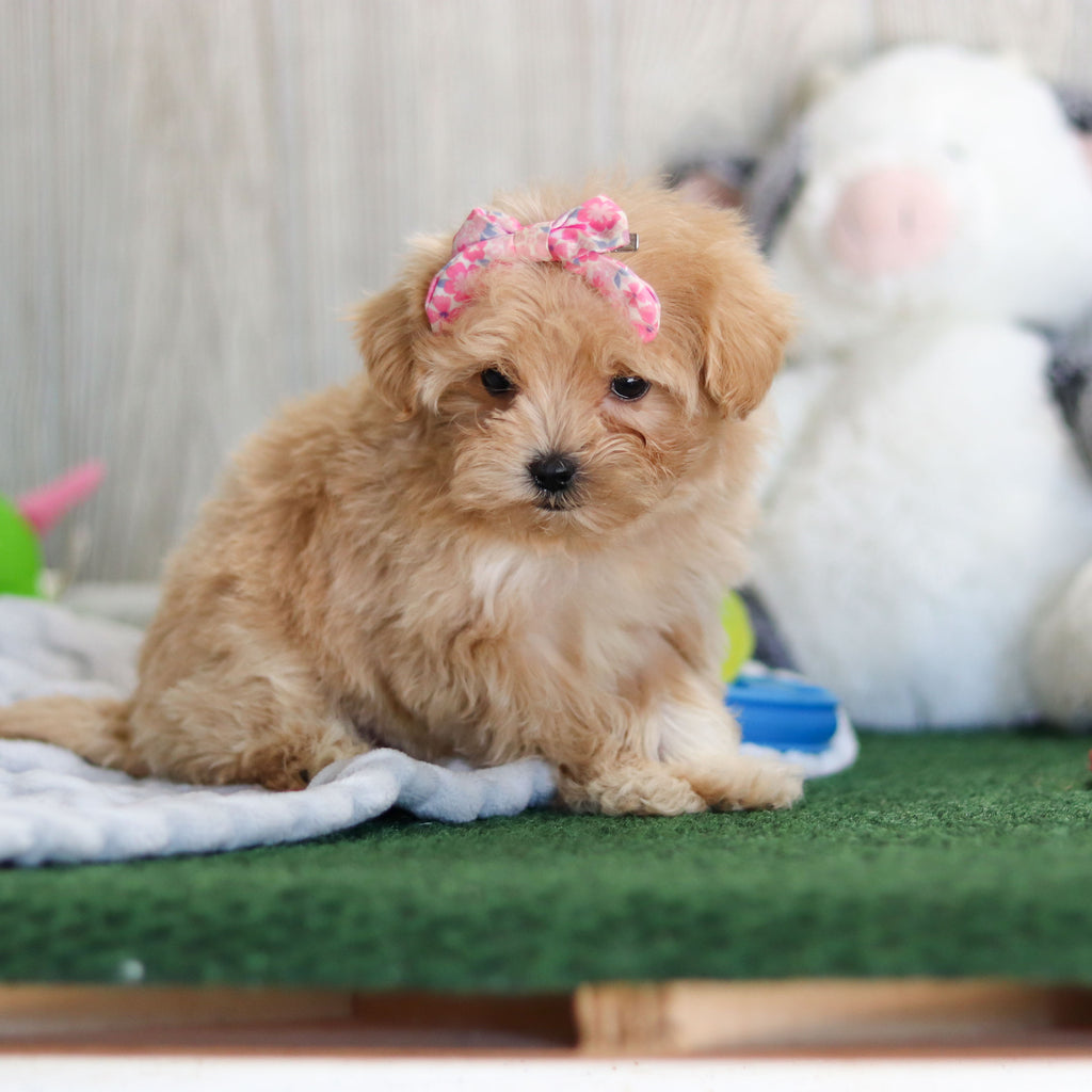 Didi - Available 10/15