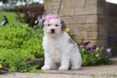 Daphne - Available 5/7