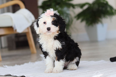 Hazel - Available 2/19