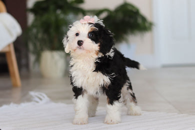 Hazel - Available 2/19