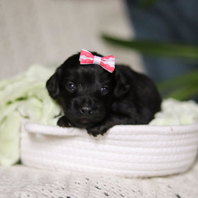 Nala - Available May 7