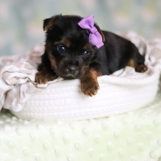 Starlet - Available 6/25