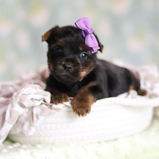 Starlet - Available 6/25