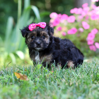 Sunny - Available 8/6