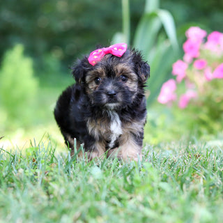Sunny - Available 8/6