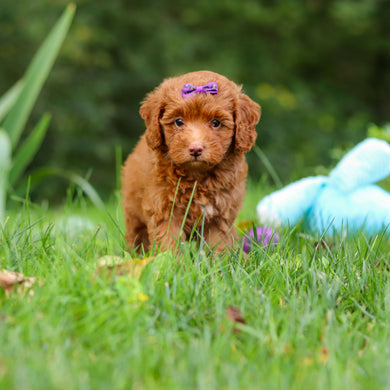 Fiona - Available 9/17