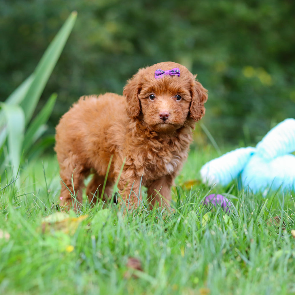 Fiona - Available 9/17