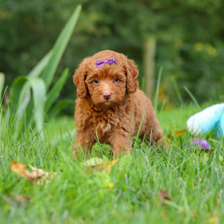 Fiona - Available 9/17