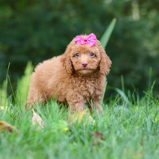 Florence - Available 9/17