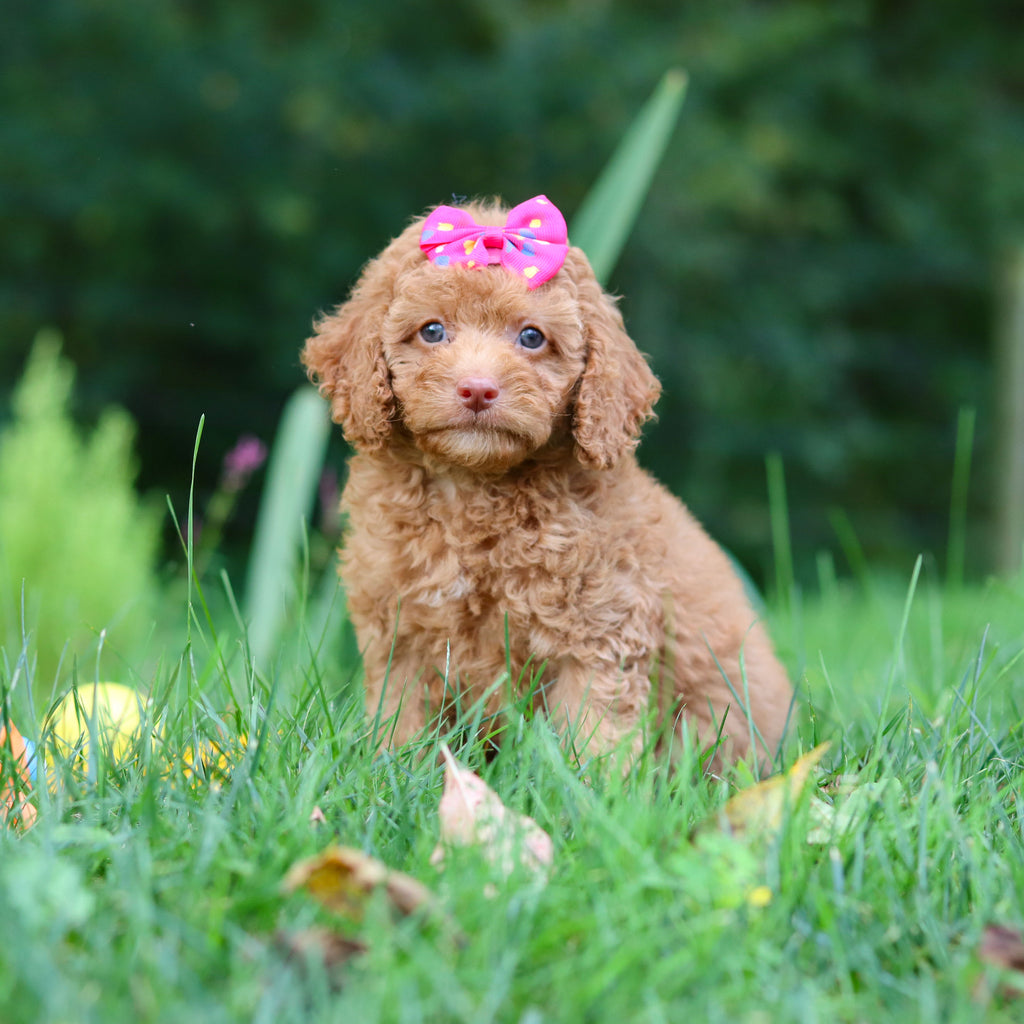 Florence - Available 9/17