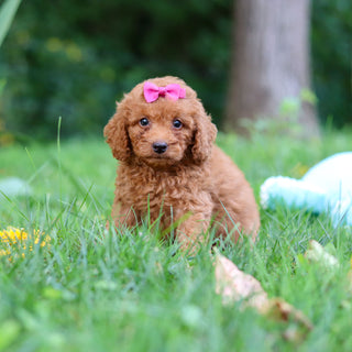 Flurry - Available 9/17