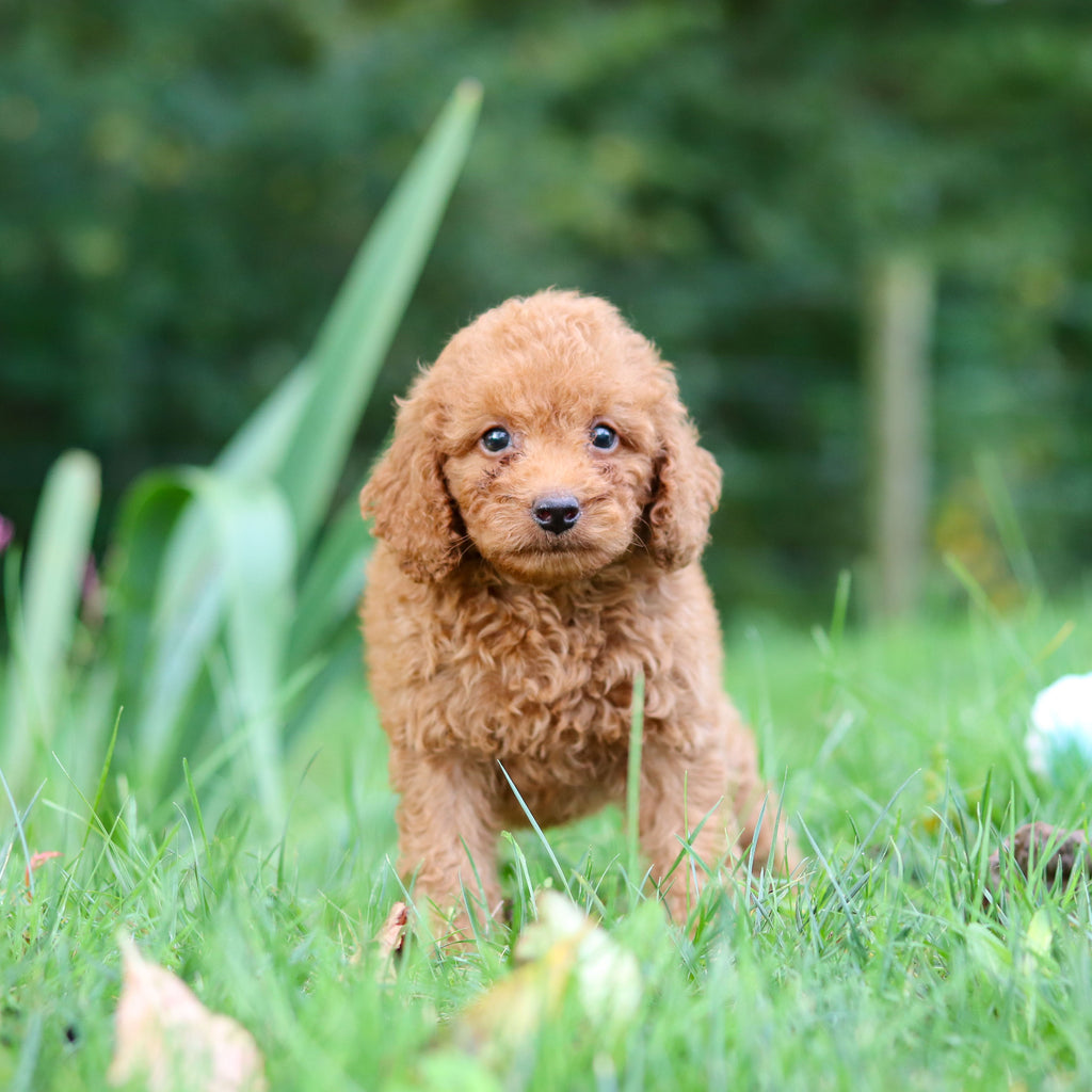 Flurry - Available 9/17