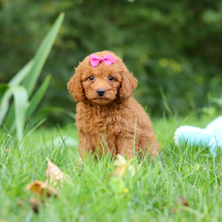 Flurry - Available 9/17