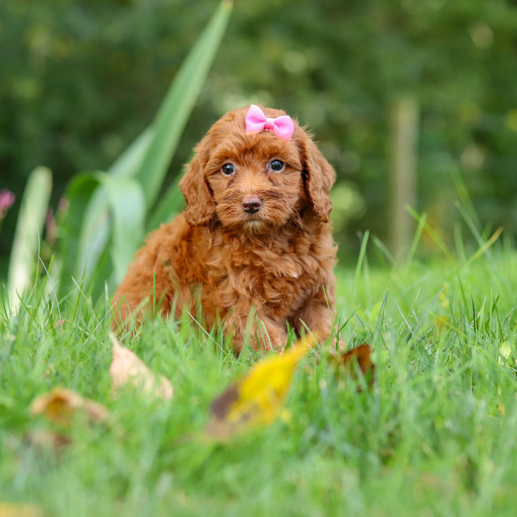 Freya - Available 9/17