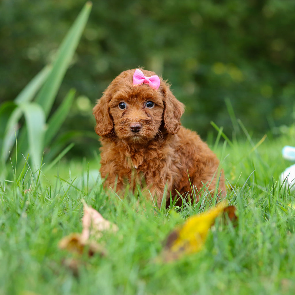 Freya - Available 9/17