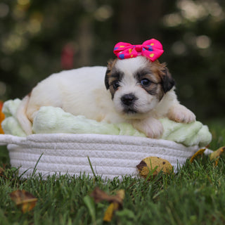 Clementine - Available 10/15
