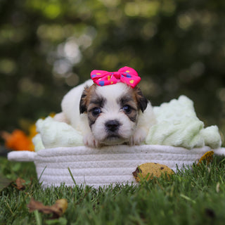 Clementine - Available 10/15