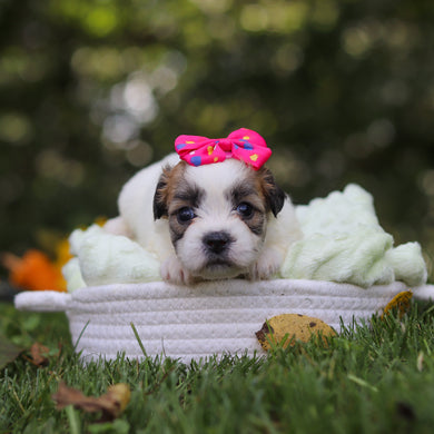 Clementine - Available 10/15